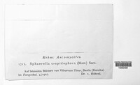 Mycosphaerella crepidophora image